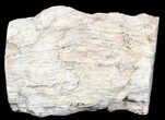 Polished Petrified Wood Limb - Madagascar #54598-1